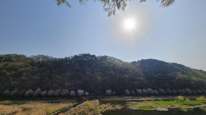 2025타경20479 임야 · 경상남도 함안군 가야읍 검암리 산42-1