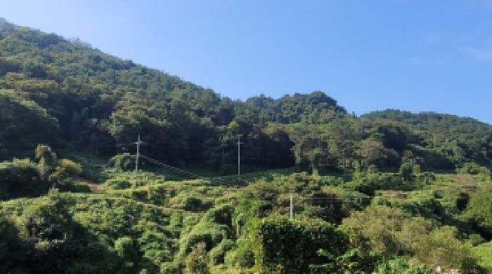 2025타경310 임야 · 경상남도 의령군 부림면 감암리 산82-6