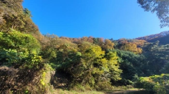 2025타경336 임야 · 경상남도 의령군 대의면