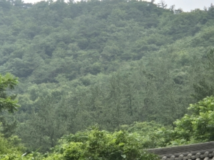 2024타경75049 임야 · 전라남도 영광군 백수읍 길용리 산67-9