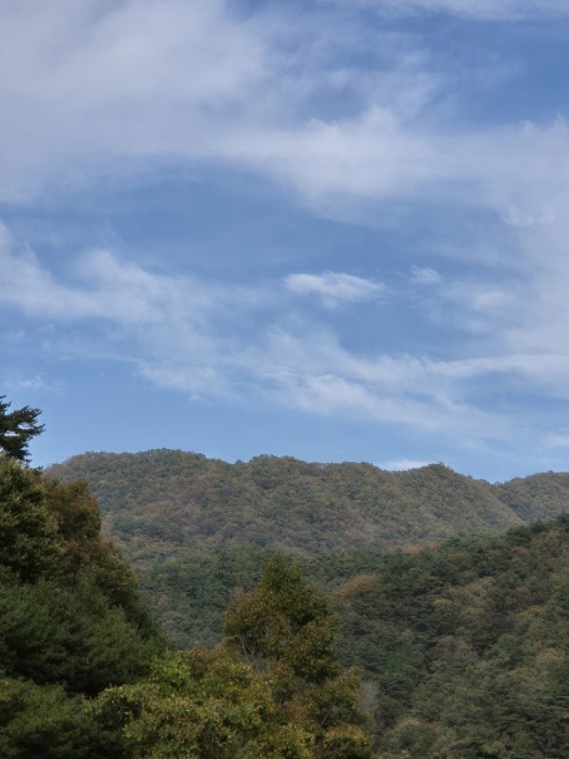 2024타경8063 임야 · 전라남도 화순군 동복면 가수리 산154