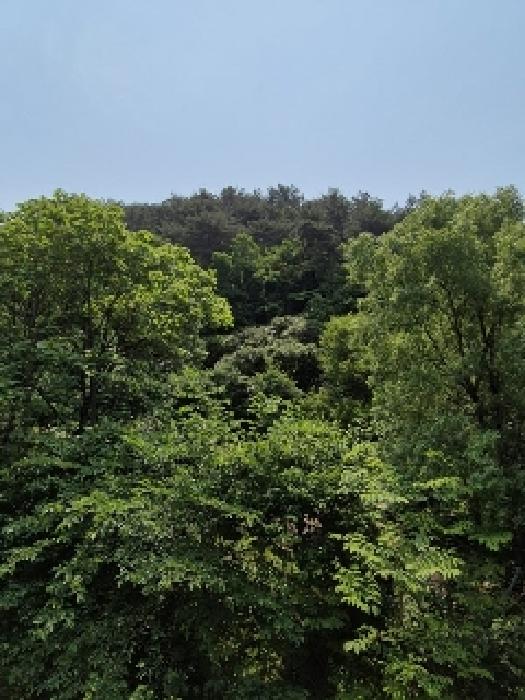 2025타경32783 임야 · 광주광역시 동구 운림동