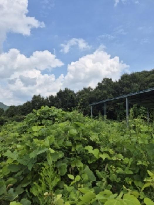 2025타경33332 토지 · 전라남도 화순군 한천면 모산리 753-5