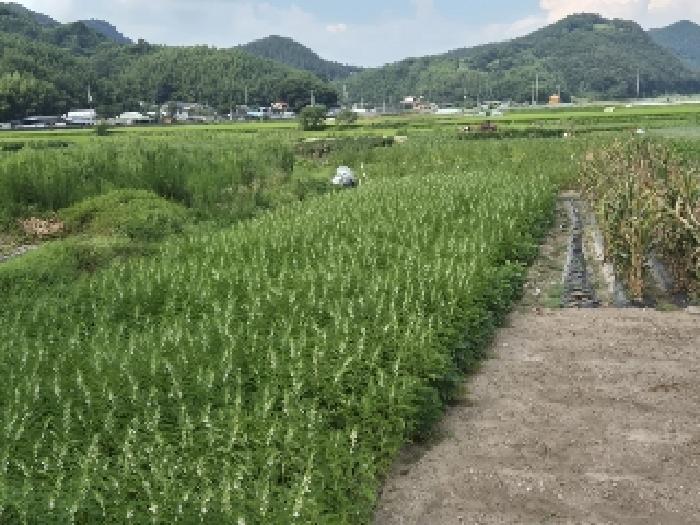 2025타경33468 전답 · 전라남도 화순군 동복면