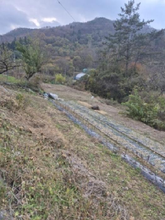2025타경34356 전답 · 전라남도 화순군 동면 오동리 913-2