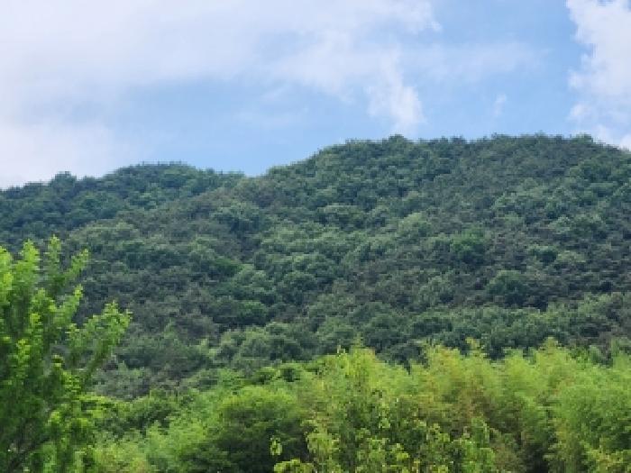 2026타경31699 임야 · 전라남도 담양군 용면 통천리 산29