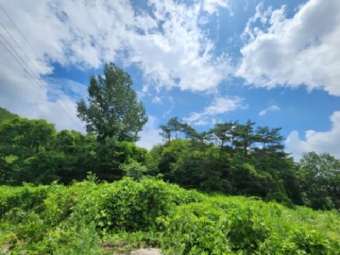 2026타경5350 임야 · 전라남도 곡성군 목사동면 평리 산20
