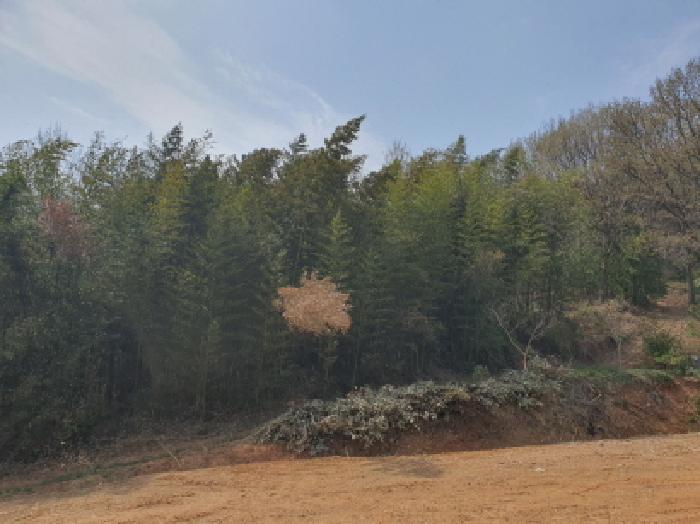 2025타경5236 임야 · 전라남도 강진군 도암면