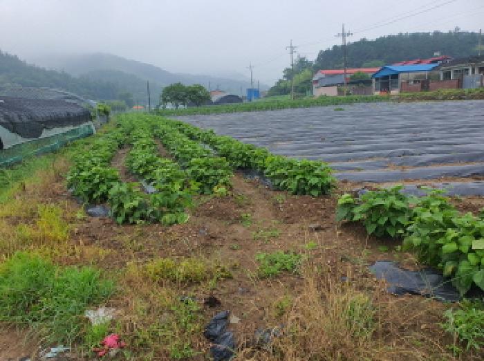 2025타경5277 대지 · 전라남도 장흥군 장동면