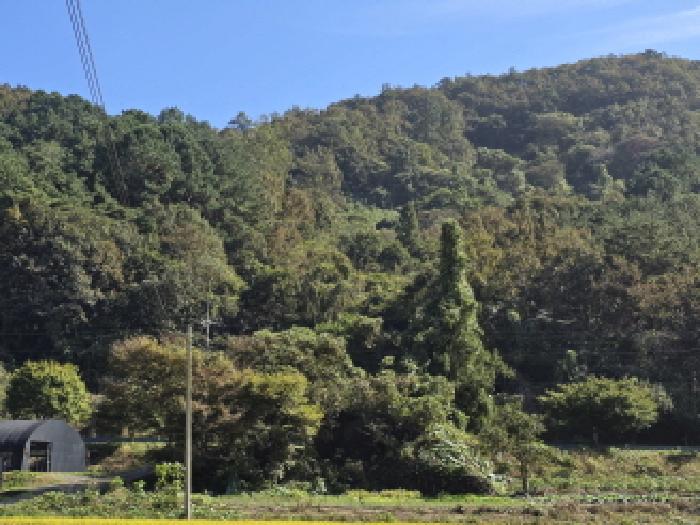 2025타경5281 임야 · 전라남도 장흥군 유치면