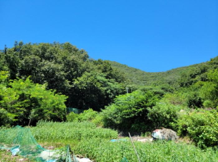 2025타경51738 임야 · 전라남도 여수시 오림동 산61