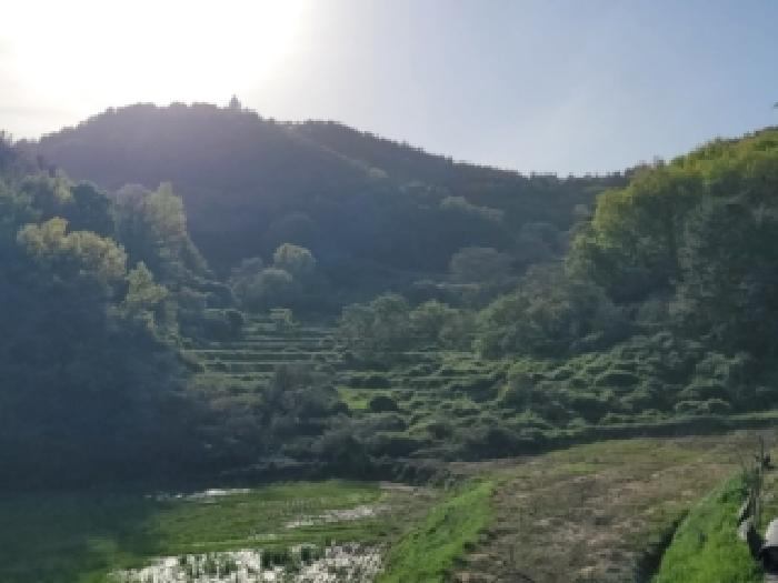 2026타경99 · 전라남도 고흥군 도양읍 용정리 1808
