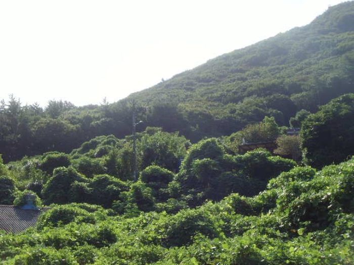 2024타경54068 대지 · 전라남도 완도군 군외면 황진리 209-3