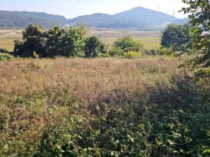 2025타경1726 임야 · 전라남도 해남군 황산면 송호리 산69-8