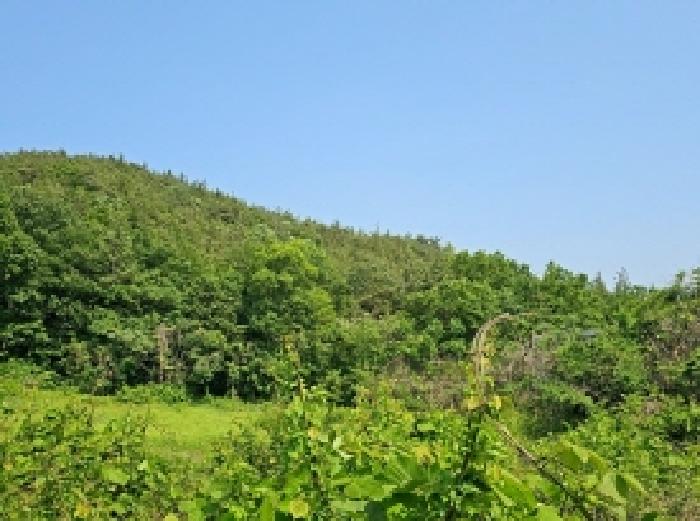 2025타경50456 임야 · 전라남도 해남군 마산면 상등리 산34