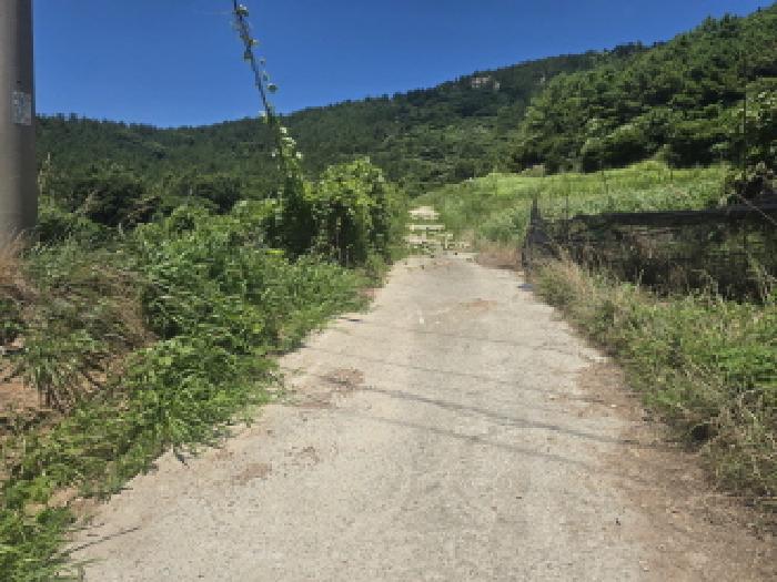 2025타경50535 임야 · 전라남도 완도군 청산면 읍리 산374-2