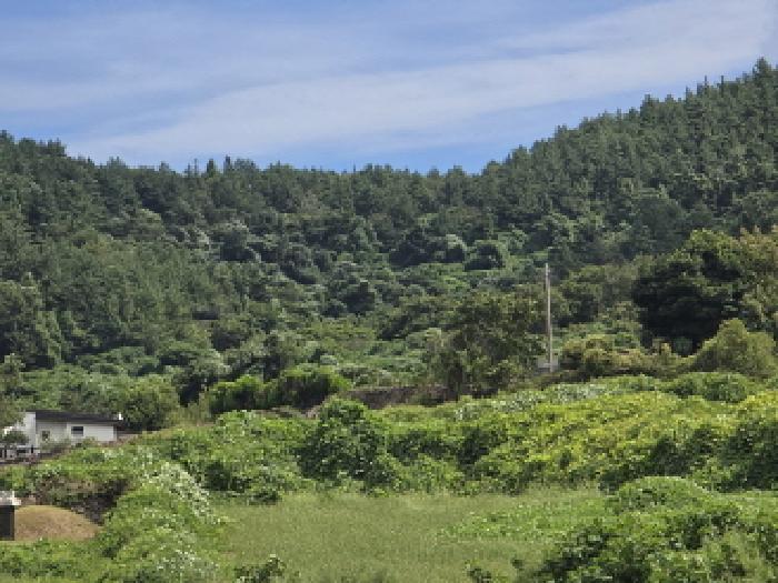 2025타경50564 임야 · 전라남도 완도군 청산면 동촌리 산91