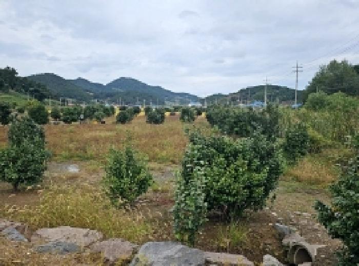 2025타경50655 전답 · 전라남도 진도군 진도읍 포산리 529-1