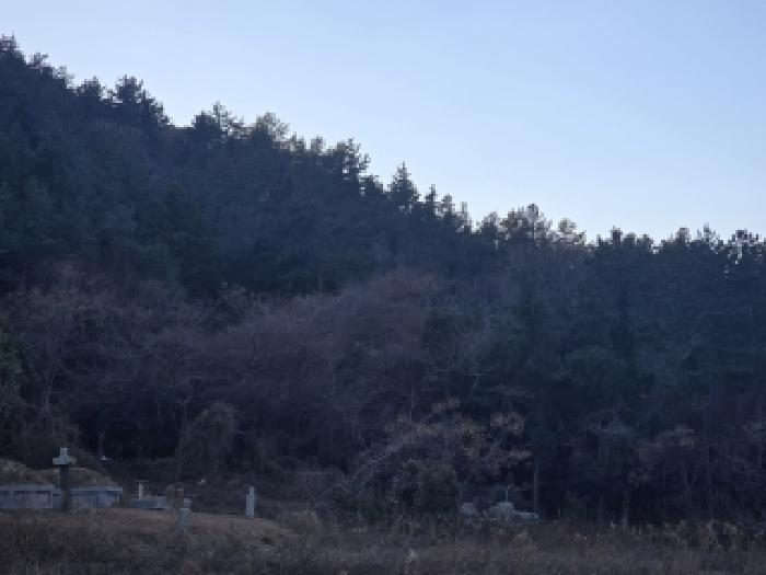 2025타경50769 임야 · 전라남도 완도군 소안면 미라리 산246