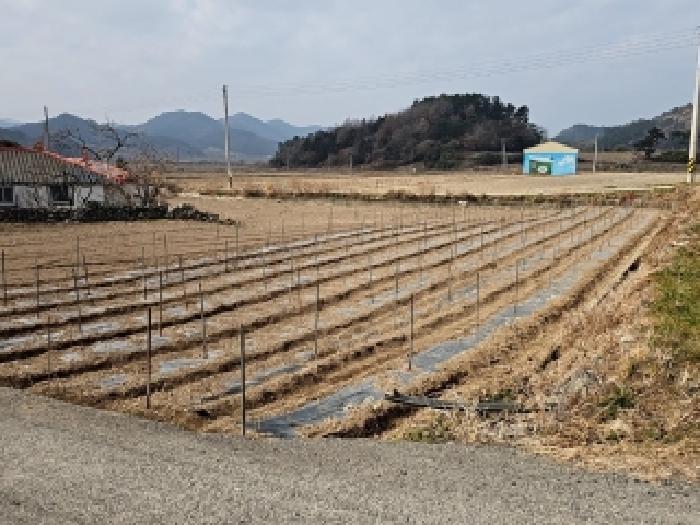 2026타경1010 전답 · 전라남도 진도군 의신면 만길리 1786-8