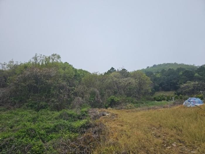 2026타경1042 임야 · 전라남도 진도군 진도읍 산월리 산40