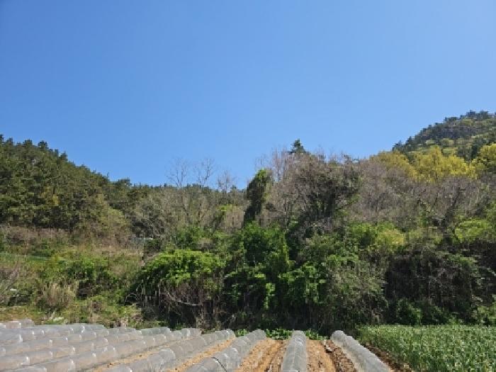 2026타경50119 임야 · 전라남도 해남군 현산면 초호리 산15