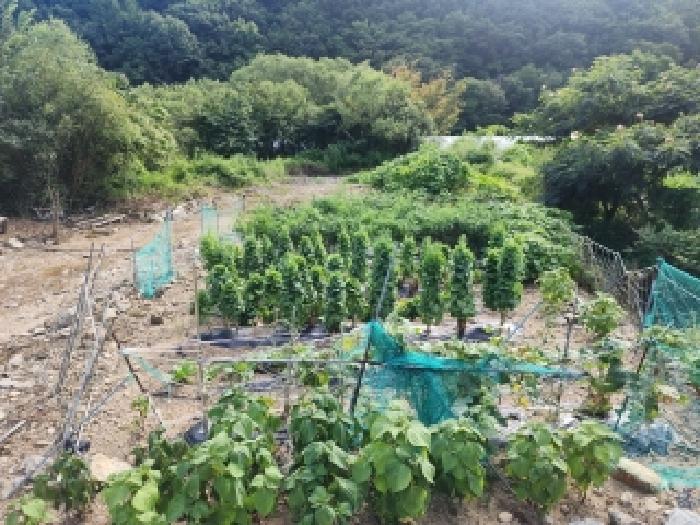 2025타경31561 전답 · 전북특별자치도 무주군 무풍면
