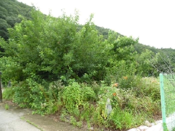 2025타경804 대지 · 전북특별자치도 전주시 완산구 색장동