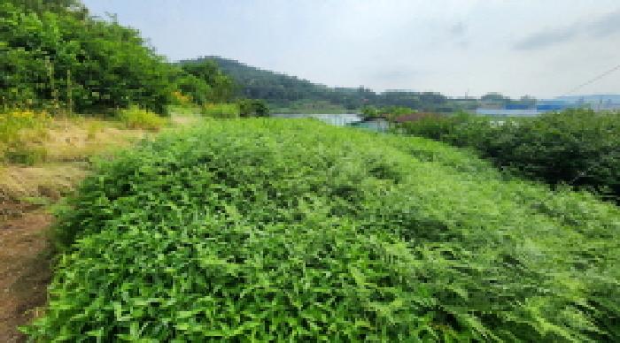 2025타경20981 · 전북특별자치도 군산시 나포면 옥곤리 50-1