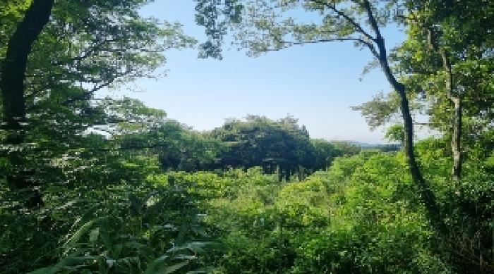2025타경1251 전답 · 제주특별자치도 서귀포시 표선면