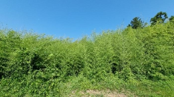 2025타경8119 임야 · 제주특별자치도 서귀포시 표선면
