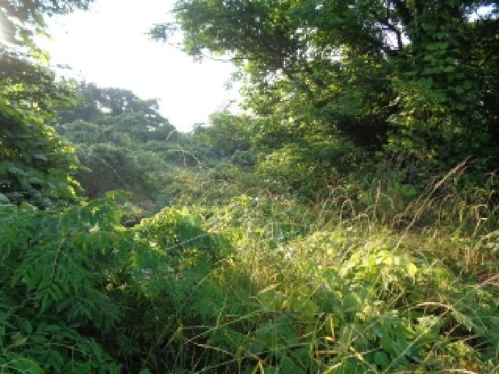 2025타경8256 대지 · 제주특별자치도 제주시 한림읍