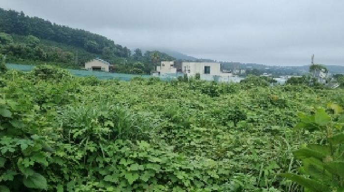 2025타경8353 대지 · 제주특별자치도 서귀포시 토평동