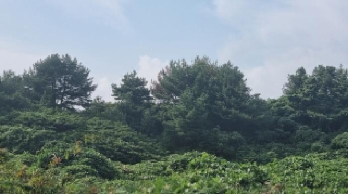 2025타경8635 임야 · 제주특별자치도 서귀포시 성산읍 난산리 2933-4