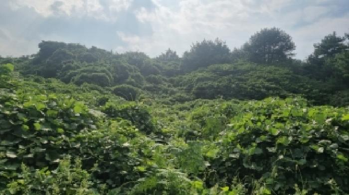 2025타경8664 임야 · 제주특별자치도 서귀포시 성산읍 난산리 2932-5