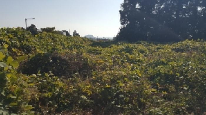 2025타경9068 토지 · 제주특별자치도 서귀포시 토평동 1164-1