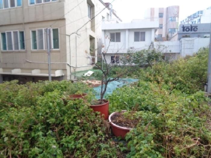 2025타경9134 대지 · 제주특별자치도 제주시 일도일동 1101