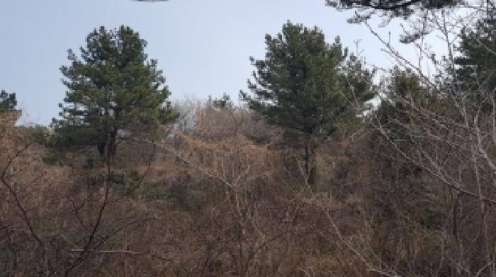 2026타경10186 임야 · 제주특별자치도 서귀포시 남원읍