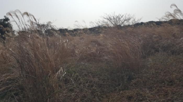 2026타경10215 임야 · 제주특별자치도 서귀포시 성산읍 난산리 2600