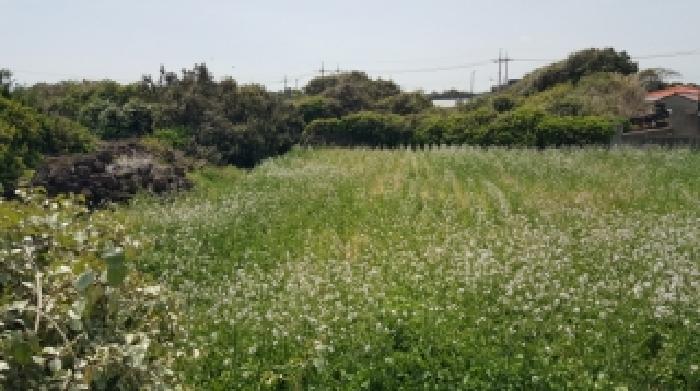 2026타경10597 · 제주특별자치도 서귀포시 성산읍 시흥리 482