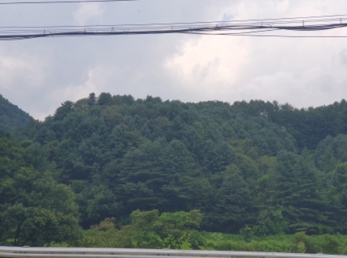 2024타경80675 임야 · 경기도 가평군 북면