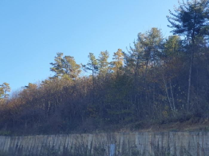 2025타경3934 임야 · 경기도 가평군 조종면 대보리 산248-8