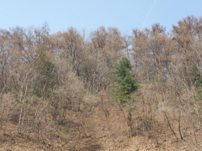 2025타경71424 임야 · 경기도 가평군 가평읍 산유리 산252-3