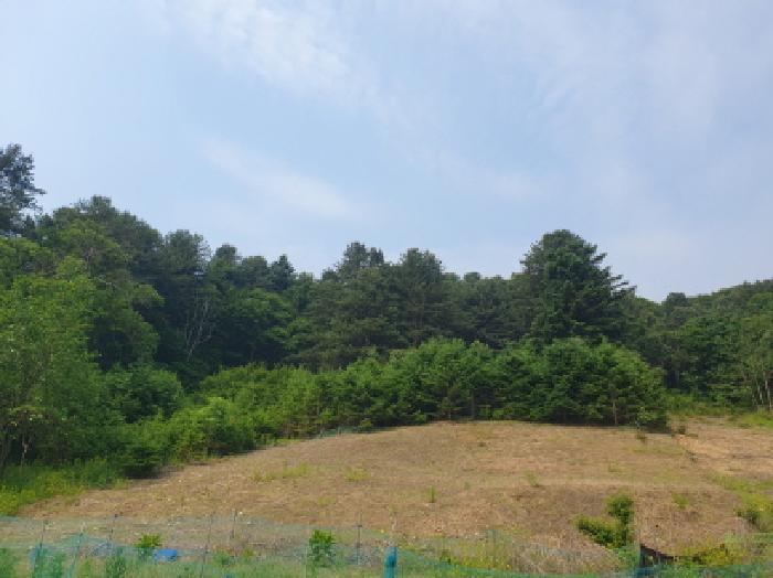 2025타경71698 임야 · 경기도 가평군 가평읍 산유리 산113-1