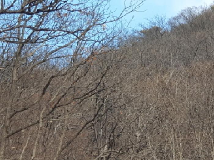 2025타경72661 임야 · 경기도 가평군 청평면 호명리 산114-2