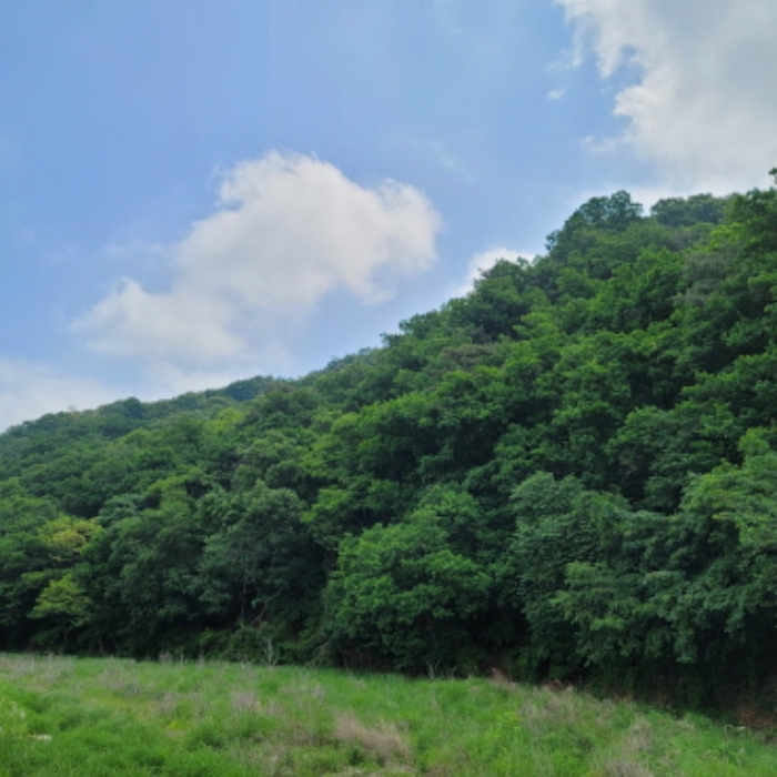 2024타경69950 임야 · 경기도 고양시 덕양구 벽제동 산33-2