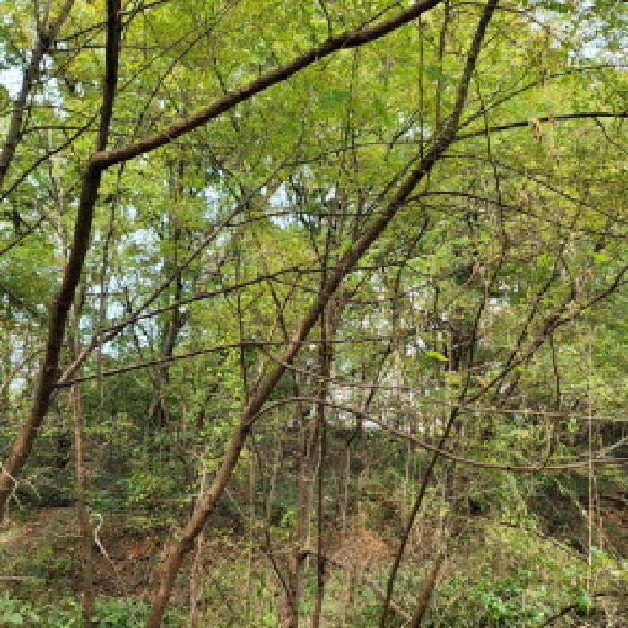 2025타경64521 임야 · 경기도 고양시 일산동구 식사동 산92-4