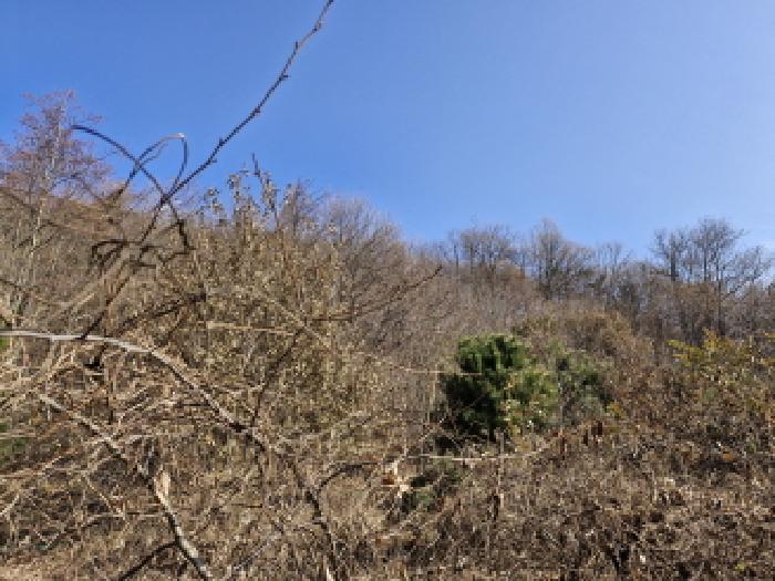 2025타경1010 임야 · 경기도 안산시 단원구 대부동동 산78-16